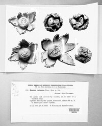 Image Associated With the Occurence